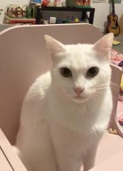 Lost Female Cat last seen Christina Lane , Friendswood, TX 77546