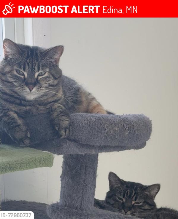 Lost Female Cat last seen Tracy & Warden, Good Samaritan Methodist Church, Hawkes Lake, Edina, MN 55436