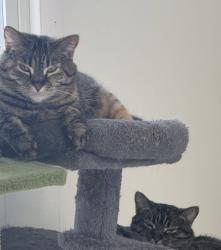 Lost Female Cat last seen Tracy & Warden, Good Samaritan Methodist Church, Hawkes Lake, Edina, MN 55436