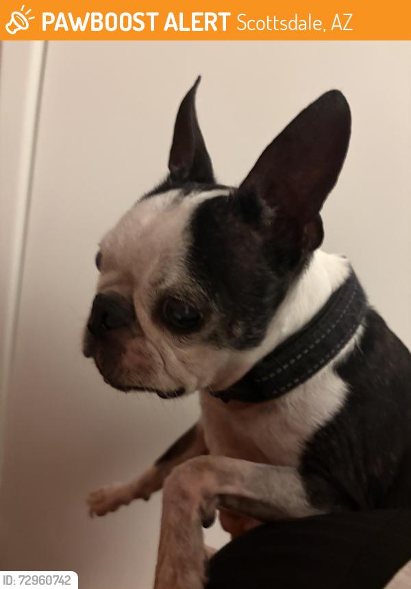 Found/Stray Male Dog last seen Scottsdale mall, Scottsdale, AZ 85251