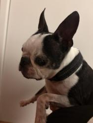Found/Stray Male Dog last seen Scottsdale mall, Scottsdale, AZ 85251