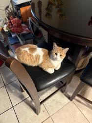 Lost Male Cat last seen McLaughlin Ave, San Jose, CA 95122