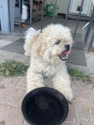 Reunited Male Dog last seen E sample ave, Fresno, CA 93710