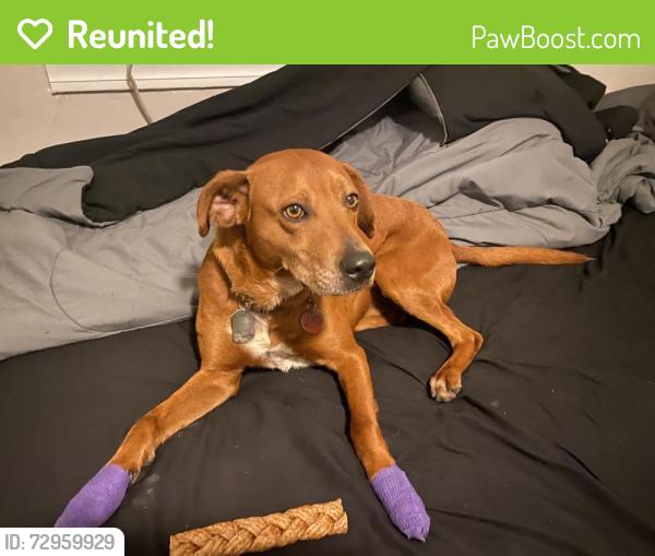Reunited Male Dog last seen South Parker St and 15th, Amarillo, TX 79102