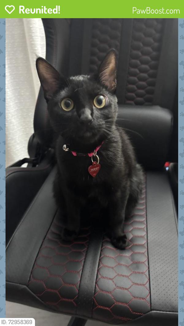 Reunited Female Cat last seen Lyra Place & Centaurus Drive, Burnaby, BC V3J 1A7