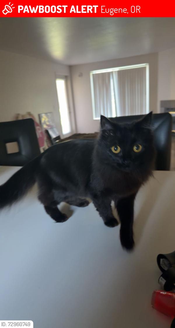Lost Female Cat last seen chase village , Eugene, OR 97401