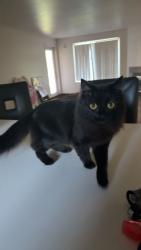 Lost Female Cat last seen chase village , Eugene, OR 97401