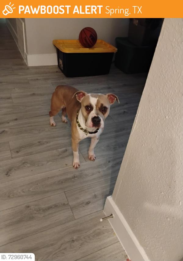 Found/Stray Male Dog last seen Grogan mill, Spring, TX 77380