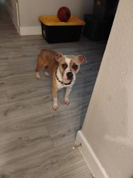 Found/Stray Male Dog last seen Grogan mill, Spring, TX 77380