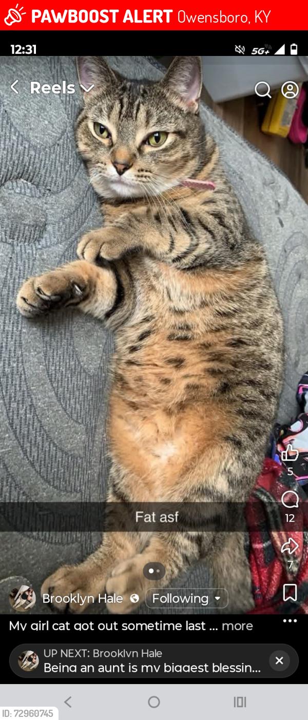 Lost Female Cat last seen Leichfield road , Owensboro, KY 42303