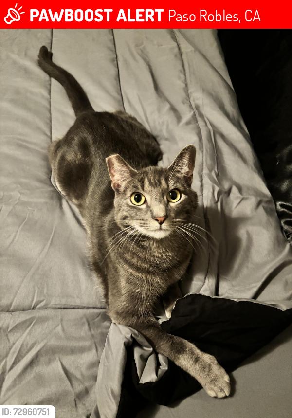 Lost Male Cat last seen Creston Road near Planet fitness, next to Winifred Pifer Elementary , Paso Robles, CA 93446