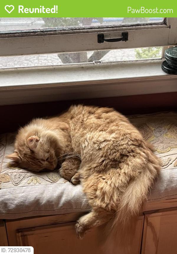 Reunited Male Cat last seen Air tag says Russell St and McGee St, Berkeley, CA 94703