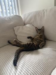 Reunited Female Cat last seen Chloe avenue, La Mesa, CA 91942