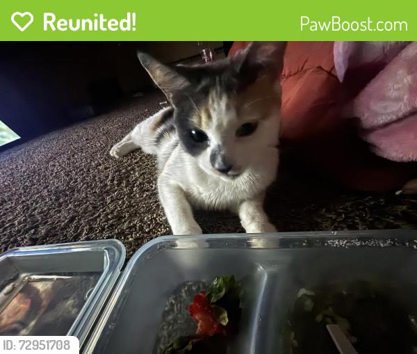 Reunited Female Cat last seen Jefferson st NE and 89th Ave NE, Blaine, MN 55434
