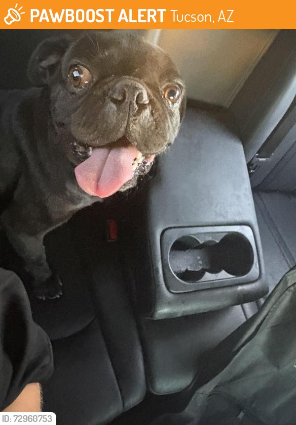 Found/Stray Male Dog last seen PAC, Tucson, AZ 85745