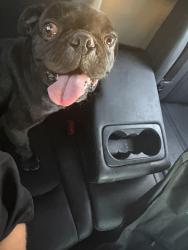 Found/Stray Male Dog last seen PAC , Tucson, AZ 85745