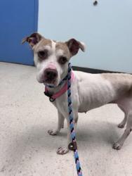 Shelter Stray Female Dog last seen Biloxi, MS , Gulfport, MS 39501