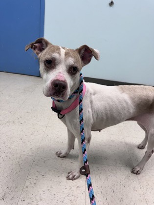 Shelter Stray Female Dog last seen Biloxi, MS , Gulfport, MS 39501