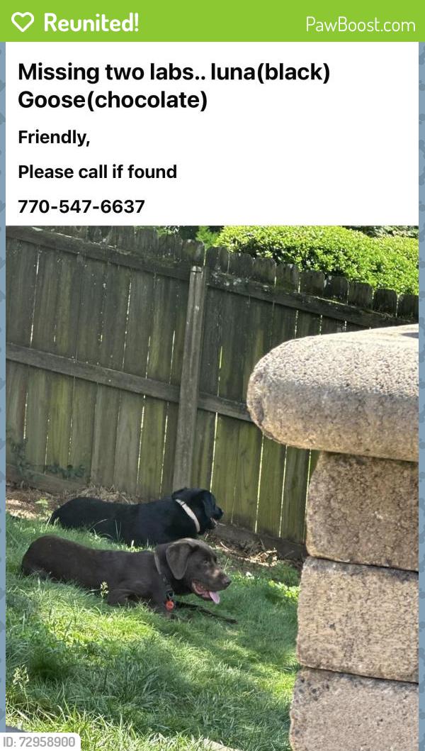 Reunited Female Dog last seen Beard Lake dr rome ga, Floyd County, GA 30161
