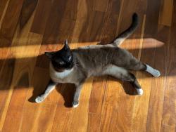 Lost Male Cat last seen 19a Ave and 138 St, Surrey, BC V4A 9M2