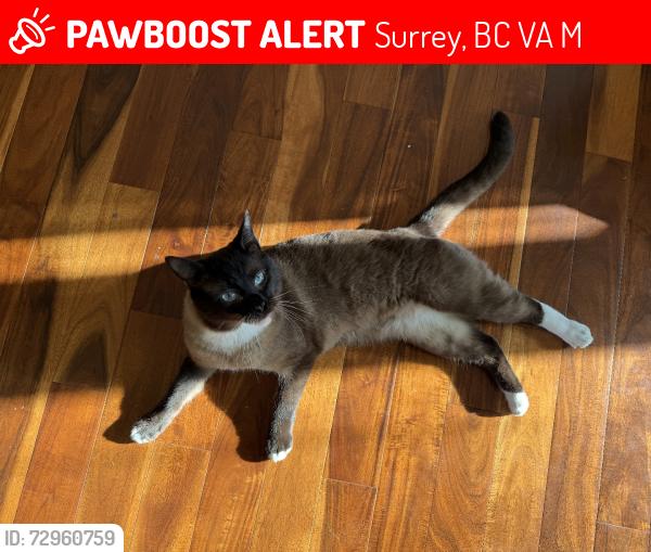 Lost Male Cat last seen 19a Ave and 138 St, Surrey, BC V4A 9M2