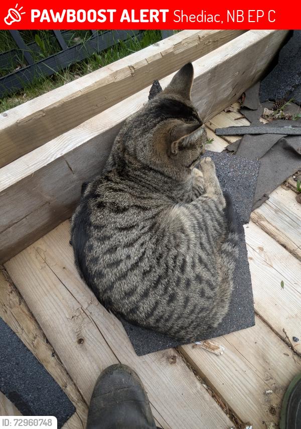 Lost Male Cat last seen Route 133 and Shediac road , Shediac, NB E4P 3C8
