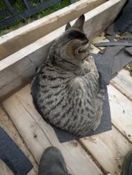 Lost Male Cat last seen Route 133 and Shediac road , Shediac, NB E4P 3C8