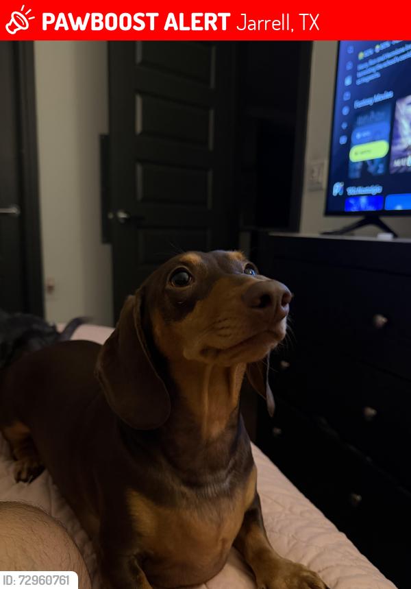 Lost Male Dog last seen Near Paradise Canyon Cove Jarrell, TX 76537 United States, Jarrell, TX 76537
