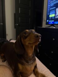 Lost Male Dog last seen Near Paradise Canyon Cove Jarrell, TX 76537 United States, Jarrell, TX 76537