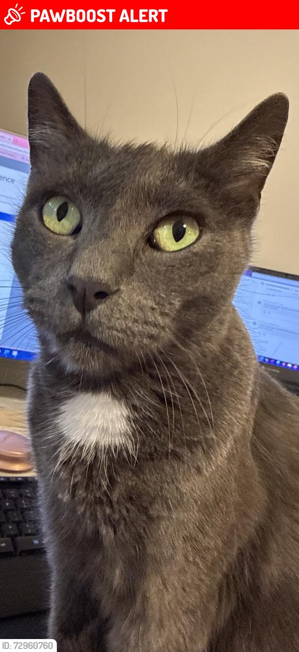Lost Male Cat last seen Around Webster Road, Chermside West, QLD 4032