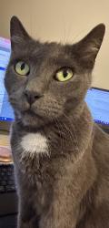 Lost Male Cat last seen Around Webster Road, Chermside West, QLD 4032