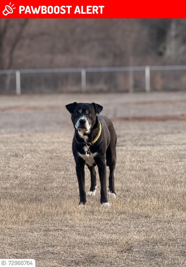 Lost Male Dog last seen Redondo St, North Richland Hills, near 820, North Richland Hills, TX 76180