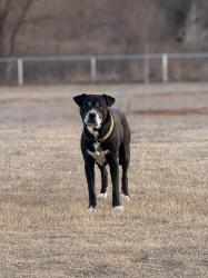 Lost Male Dog last seen Redondo St, North Richland Hills, near 820, North Richland Hills, TX 76180