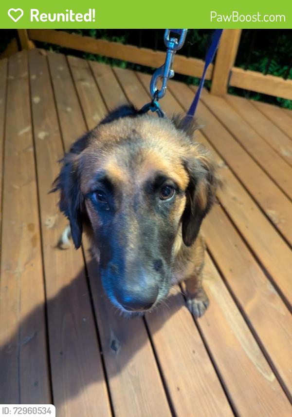 Reunited Male Dog last seen Davis Mill & Steeplechase , Pleasant Garden, NC 27313