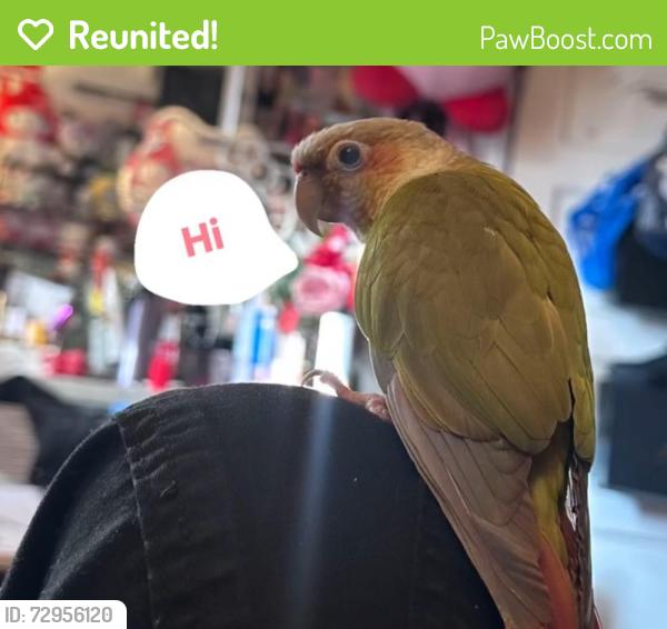 Reunited Male Bird last seen Near Danville Ave, Baltimore, MD 21224, USA, Baltimore, MD 21224