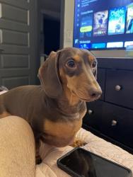 Lost Male Dog last seen Near Paradise Canyon Cove Jarrell, TX 76537 United States, Williamson County, TX 76537