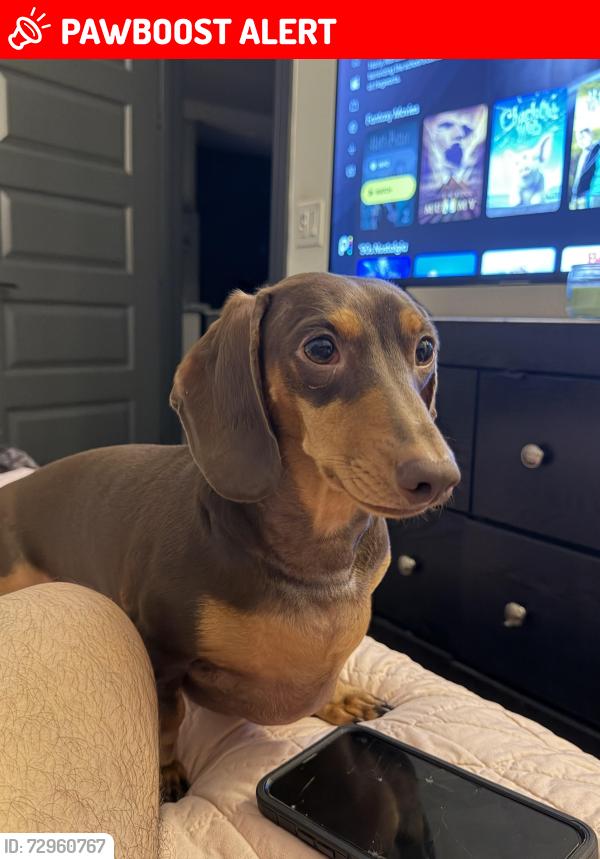 Lost Male Dog last seen Near Paradise Canyon Cove Jarrell, TX 76537 United States, Williamson County, TX 76537