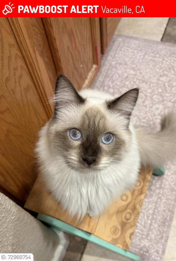 Lost Male Cat last seen Boone Drive, Vacaville, CA 95687