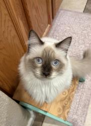Lost Male Cat last seen Boone Drive, Vacaville, CA 95687