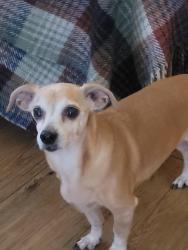 Lost Female Dog last seen N Mount Vernon Ave Colton CA, Colton, CA 92324