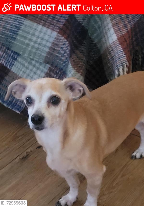 Lost Female Dog last seen N Mount Vernon Ave Colton CA / East G Street, Colton, CA 92324