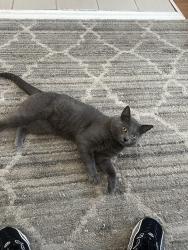 Lost Male Cat last seen Exchange Place , Port Chester, NY 10573