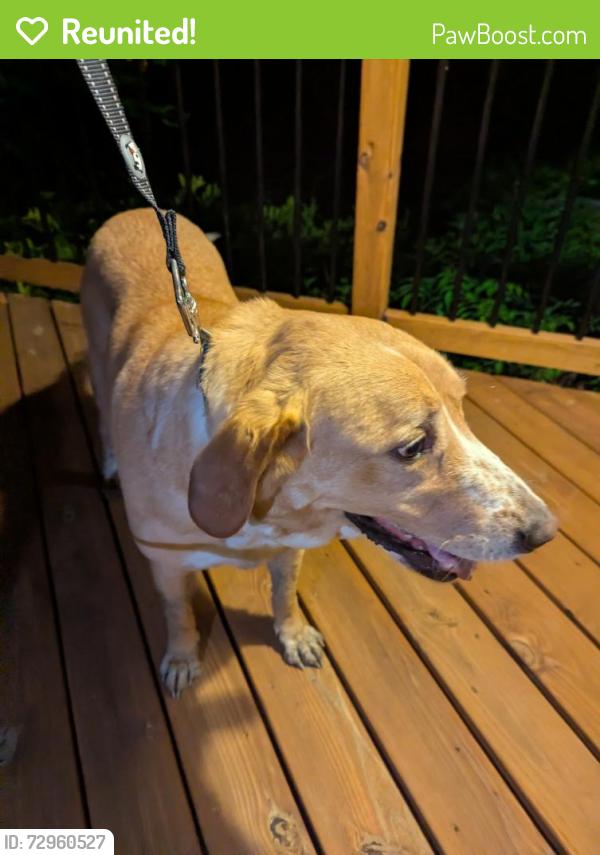 Reunited Female Dog last seen Davis Mill & Steeplechase , Pleasant Garden, NC 27313