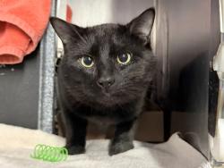 Shelter Stray Male Cat last seen Near Eastern Parkway @ Ralph Avenue, BROOKLYN, NY, 11233, New York, NY 10029
