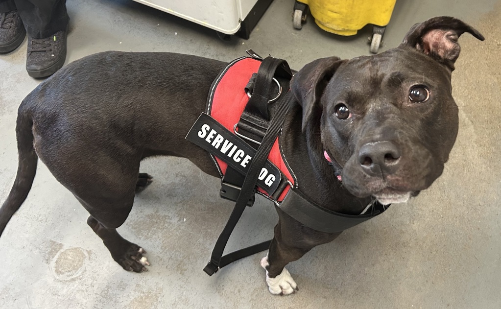Shelter Stray Female Dog last seen Near S Lake Street, SALT LAKE CITY, UT, 84106, 511 W 3900 S, Salt Lake City, UT 84123, USA