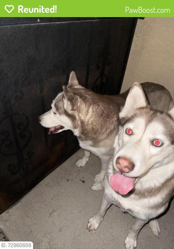 Reunited Unknown Dog last seen Academy and Burlison , Albuquerque, NM 87109