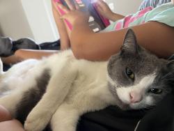 Lost Female Cat last seen Plymouth and village lane, Vista, CA 92083