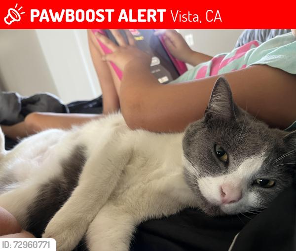 Lost Female Cat last seen Plymouth and village lane, Vista, CA 92083