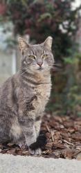 Lost Male Cat last seen Ann darling san jose 95133, San Jose, CA 95133