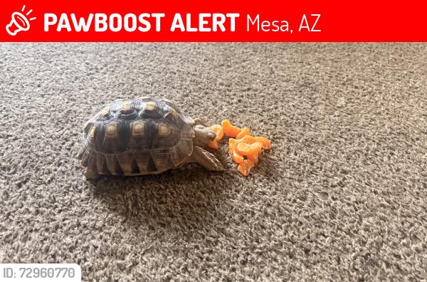 Lost Male Reptile last seen Greenfield & brown, Mesa, AZ 85205